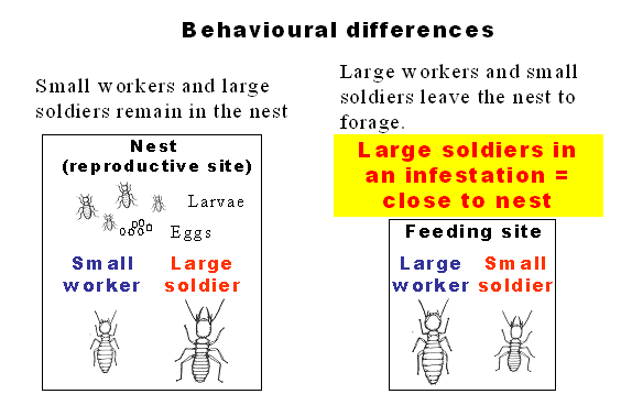 Termite Behavioural Differences