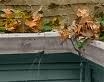 Clogged Gutter Picture