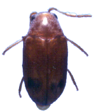 Queensland Pine Beetle - Calymmaderus incisus