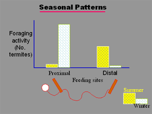 Seasonal Patterns Graphic