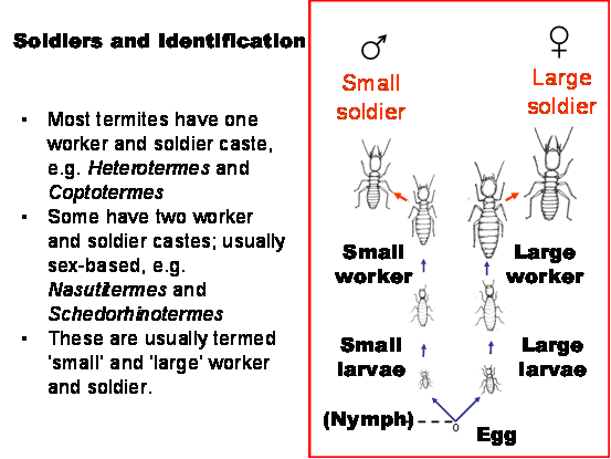 Termite Soldiers And Identification