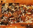 Termites Picture