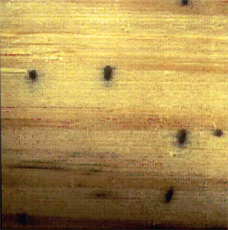 Ambrosia Beetle Damege