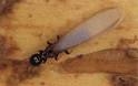 Termite Alate 4 Picture