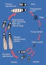 Termite Life Cycle Picture