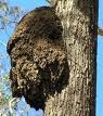 Termite Tree Nest 2 Picture