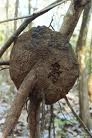 Termite Tree Nest Picture